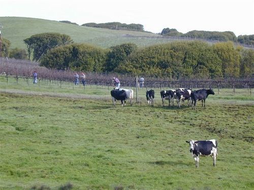 Point Reyes Vineyard Inn California City Luaran gambar