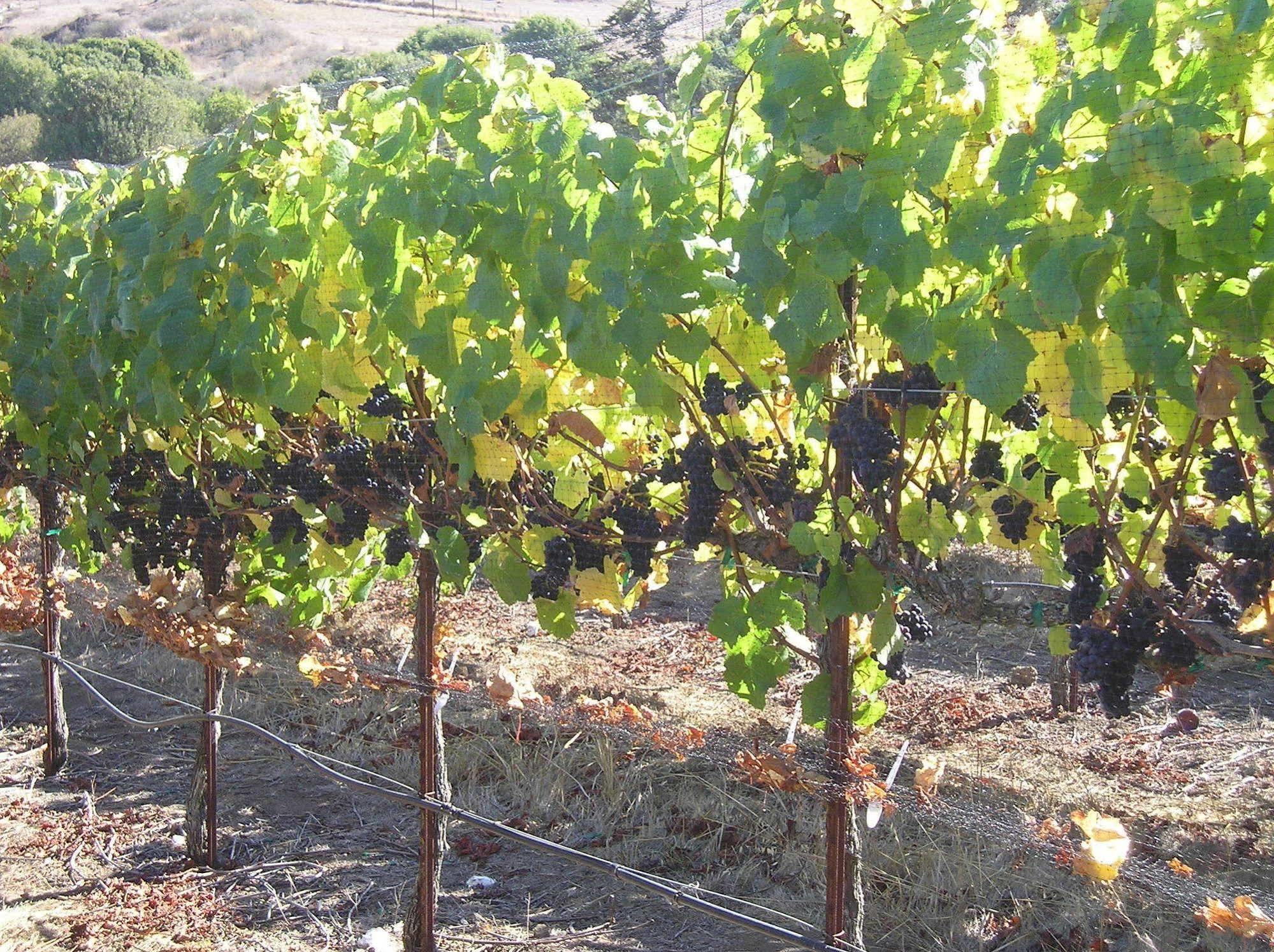Point Reyes Vineyard Inn California City Luaran gambar
